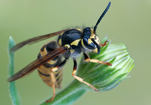 Deutsche Wespe (Vespula germanica) – Foto 1