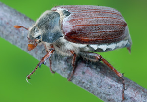 Feldmaikäfer (Melolontha melolontha), 07.05.2012