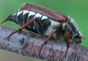 Feldmaikäfer (Melolontha melolontha), 07.05.2012