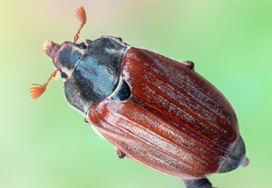 Feldmaikäfer (Melolontha melolontha), 07.05.2012