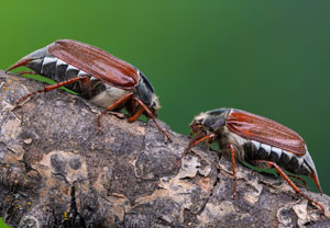 Feldmaikäfer (Melolontha melolontha), 04.06.2021, Hürth