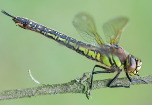Früher Schilfjäger (Brachytron pratense) – Foto 2