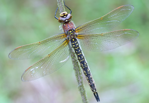 Früher Schilfjäger (Brachytron pratense)
