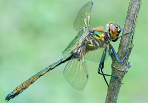 Falkenlibelle (Cordulia aenea), 12.05.2012