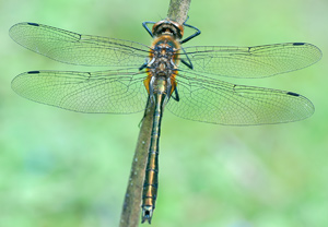 Falkenlibelle (Cordulia aenea) – Foto 1