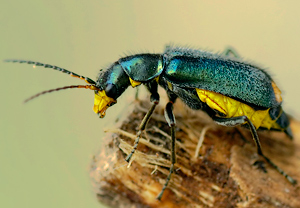 Clanoptilus elegans &ndash; Foto 2