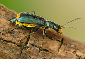 - (Clanoptilus elegans)