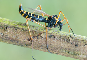 Ctenophora flaveolata, 12.05.2012