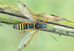 Ctenophora flaveolata &ndash; Foto 1