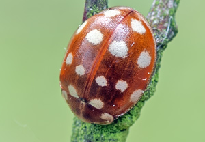 Vierzehntropfiger Marienkäfer (Calvia quatuordecimguttata) – Foto 1