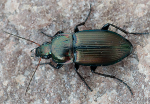 Poecilus versicolor