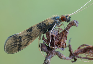 Mystacides longicornis – Foto 1