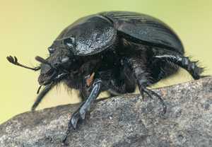 Stierkäfer (Typhaeus typhoeus), 19.05.2012