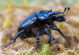 Stierkäfer (Typhaeus typhoeus), 01.05.2013