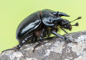 Stierkäfer (Typhaeus typhoeus), 01.05.2013