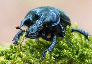 Stierkäfer (Typhaeus typhoeus), 04.05.2013