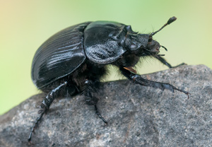 Stierkäfer (Typhaeus typhoeus)