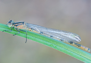Enallagma cyathigerum