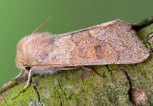 Rötliche Kätzcheneule (Orthosia miniosa), 24.04.2022, Hürth
