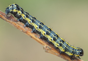 Rötliche Kätzcheneule (Orthosia miniosa), 19.05.2012