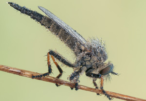 Gemeiner Strauchdieb (Neoitamus cyanurus)