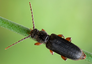 Gemeiner Fichtensplintbock (Tetropium castaneum) &ndash; Foto 2