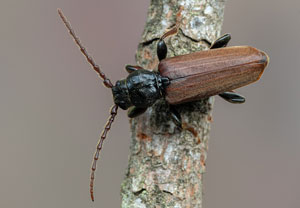 Gemeiner Fichtensplintbock (Tetropium castaneum), 05.06.2021, Niederzissen, Bausenberg