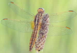 Feuerlibelle (Crocothemis erythraea) – Foto 1
