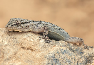 Mauergecko (Tarentola mauritanica), 07.06.2012