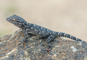 Mauergecko (Tarentola mauritanica), 29.05.2012