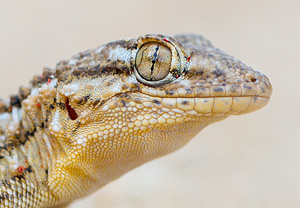 Mauergecko (Tarentola mauritanica), 30.06.2015