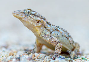 Mauergecko (Tarentola mauritanica), 30.06.2015