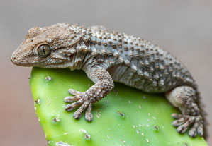Mauergecko (Tarentola mauritanica), 22.10.2019, Santa Susanna