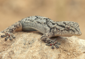 Mauergecko (Tarentola mauritanica) &ndash; Foto 1