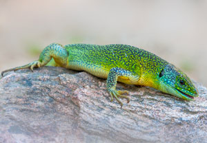 Westliche Smaragdeidechse (Lacerta bilineata), 13.06.2012