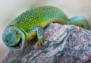 Westliche Smaragdeidechse (Lacerta bilineata), 13.06.2012