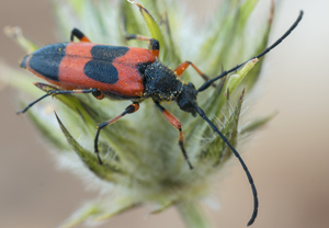Nustera distigma &ndash; Foto 1