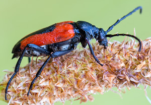 Beherzter Halsbock (Stictoleptura cordigera), 20.06.2013