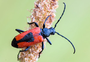 Beherzter Halsbock (Stictoleptura cordigera), 20.06.2013