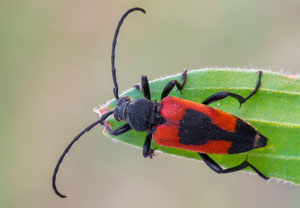 Beherzter Halsbock (Stictoleptura cordigera), 05.07.2023, Baska