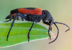Beherzter Halsbock (Stictoleptura cordigera), 05.07.2023, Baska