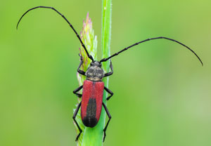 Purpuricenus budensis, 03.06.2013