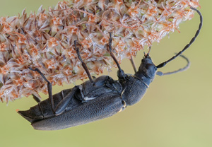 Haarschildiger Halsbock (Stictoleptura scutellata), 03.06.2012
