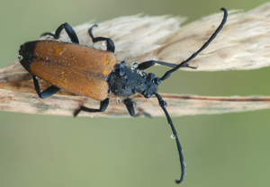 Schwarzspitziger Halsbock (Paracorymbia fulva) – Foto 1