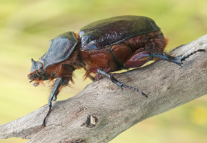 Nashornkäfer (Oryctes nasicornis), 13.06.2012