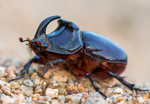 Nashornkäfer (Oryctes nasicornis), 02.07.2015