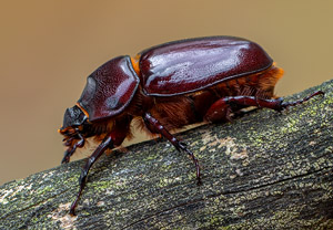Nashornkäfer (Oryctes nasicornis), 19.06.2019