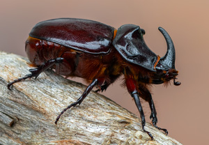 Nashornkäfer (Oryctes nasicornis), 15.06.2020