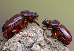 Nashornkäfer (Oryctes nasicornis), 05.06.2022, Hürth