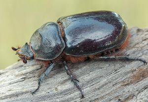 Nashornkäfer (Oryctes nasicornis) – Foto 1